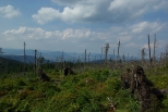 Zniszczony las na stokach Turbacza