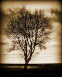drzewa - to chmur zgęszczenia, pod nimi dzwoni ziemia...