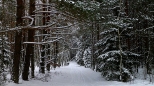 Leśne drogi zimą w nadbiebrzańskich lasach...