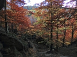 Las jesienia okolice zamku Chojnik