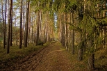 Leosia - droga przez las