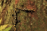 Salamandra Plamista