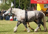 klacz rasy Perszeron,V powiatowa wystawa koni zimnokrwistych Tuczna