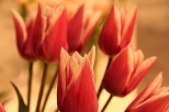 wystawa tulipanw w Wilanowie