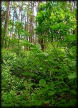 Nadmorski las w Stegnie