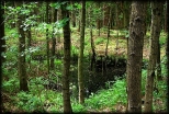 las w Stegnie- oczko wodne