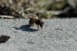 Pszczoa miodna