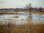 Wiosenne rozlewisko rzeki Krzny w okolicach Białej Podlaskiej