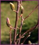 To ju wiosna, kwitnie magnolia.