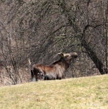Izabelin. osie w pobliu dyrekcji Kampinoskiego Parku Narodowego.