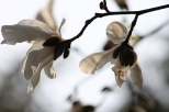 Kwitnce magnolie w Parku Skaryszewskim