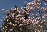 Kwitnca magnolia porednia.