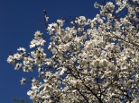 Magnolia gwiadzista,