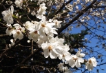 Kwitnca magnolia gwiedzista.