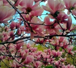 Kwiaty magnolii poredniej.