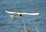 ptaki z jeziora barlineckiego