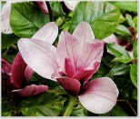 wiosenne krnickie arboretum - magnolie