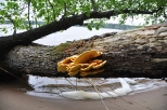 Żółciak siarkowy nad jeziorem Sajno