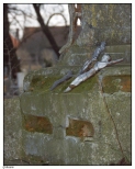 Cmentarz w Goliszewie - stary XIX wieczny, rozpadajacy się już grobowiec