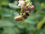 Pracowita pszczoła