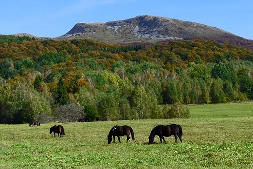 Tarnica