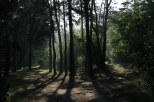 Poranek w lesie