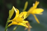 Kwitnce liliowce