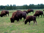 Stado bizonw na pastwisku w Kurozwkach