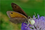 Pajk kwietnik z upolowanym motylem.
