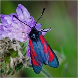 Motyle Suwalszczyzny - Kranik purpuraczek