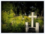 na zamojskim cmentarzu