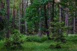 czerwcowy las
