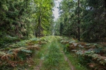wrześniowy las