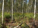 Lasy Pomiechowskie.