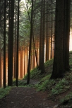 Las w drodze na Przegibek. Beskid Żywiecki