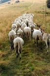Hala Rycerzowa - owce wracające z wypasu na Muńcule