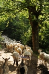 W drodze na Rycerzową... Tradycyjny wypas owiec w Beskidach