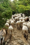 Kierdel owiec w drodze na Halę Rycerzową