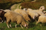 Owce przy Rycerzowej