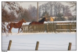 Zarzecze - konie na zimowym wybiegu