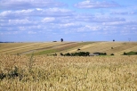 pola w okolicy Wiszenek i Czajek w pow.Krasnystaw