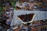 Motyle Suwalszczyzny - Rusaka aobnik.