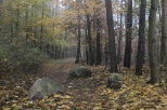 Padziernik w lesie