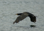 kormoran - Jezioro Barlineckie