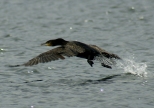 kormoran - Jezioro Barlineckie