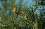 Pinus silvestris