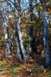 Bukowy las w  Pobliu Szczyrku.