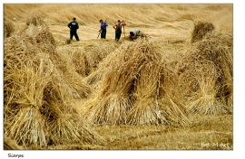 Skansen w Sierpcu - żniwa