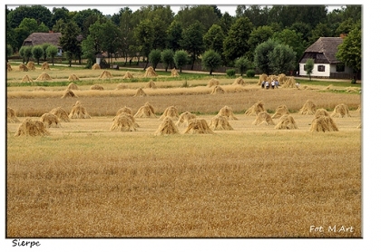 Skansen w Sierpcu podczas żniw