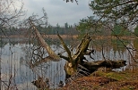 Jezioro Czarne kolo Krzywego.